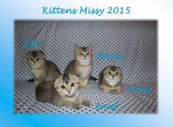 Kittens 2015